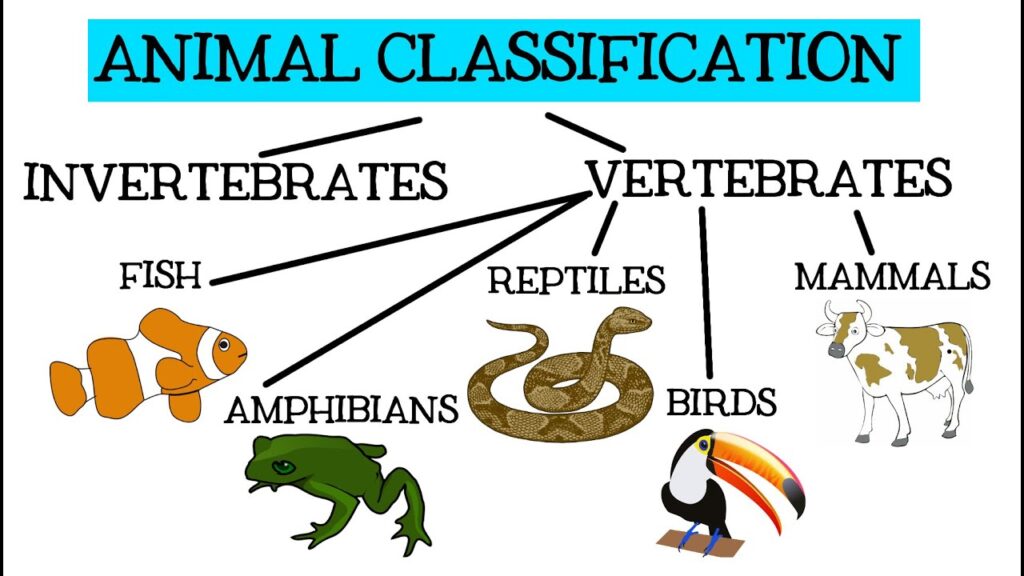 "Learn about Animal Classification: Identifying Vertebrates and